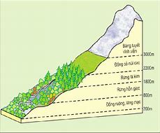 Thảm Thực Vật Địa Trung Hải